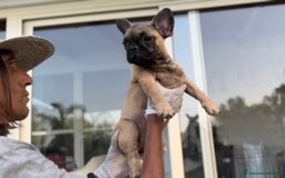 Bulldog Francese cani in vendita: Bulldog francese femmina fulva a Città metropolitana di Milano - Immagine 2
