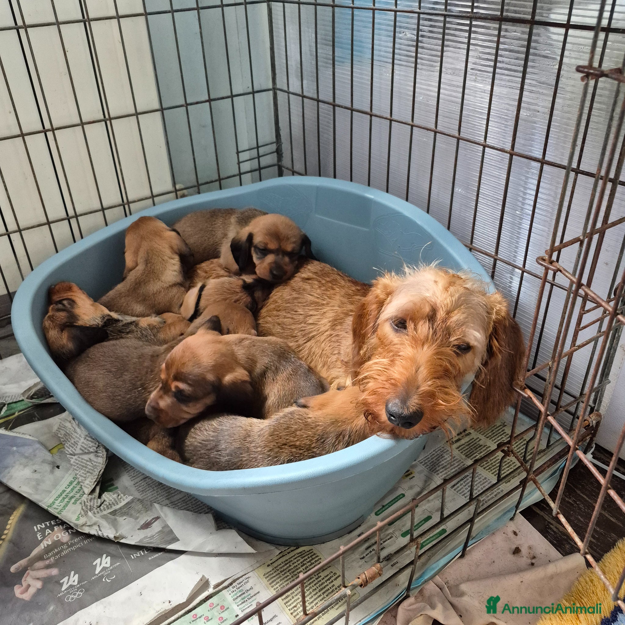 Bassotto cani Bassotti fogliasecca pelo duro - Annuncio 5