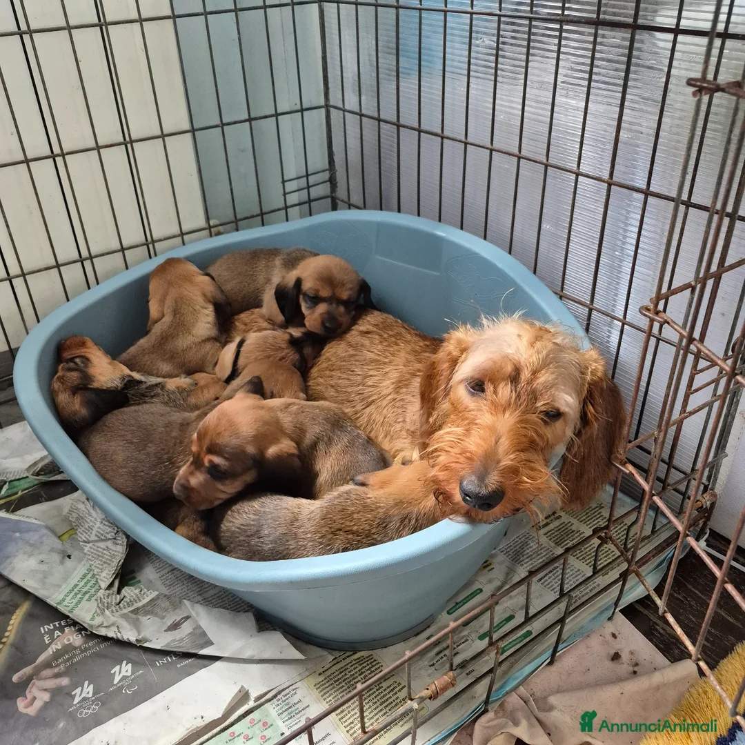 Bassotto cani in vendita: Bassotti fogliasecca pelo duro - Annuncio 1