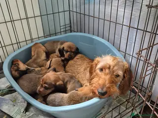 Bassotto cani Bassotti fogliasecca pelo duro - Annuncio 3
