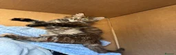 Maine Coon gatti in vendita: Cucciolo con pedigrre MAine Coon - Annuncio 4