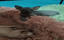 Sphynx gatti in vendita: Sphynx  a Città metropolitana di Catania - Immagine 3