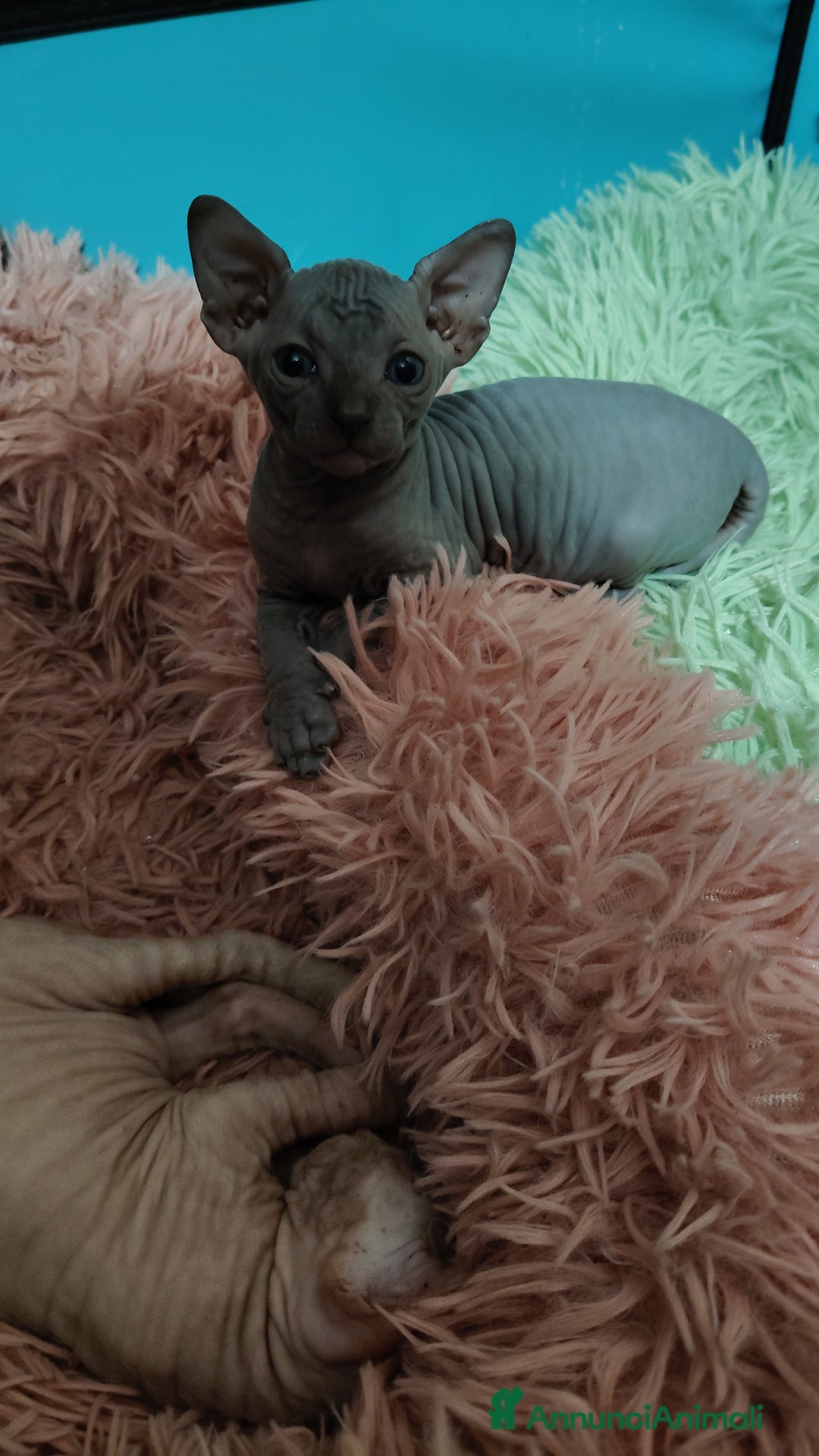 Sphynx gatti in vendita: Sphynx  a Città metropolitana di Catania - Immagine 3