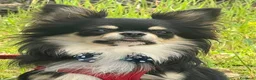 Chihuahua cani per accoppiamento: Chihuahua disponibile per accoppiamento  - Annuncio 1