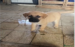 Altre razze cani in regalo: michelle e stellina a Provincia di Bergamo - Immagine 8
