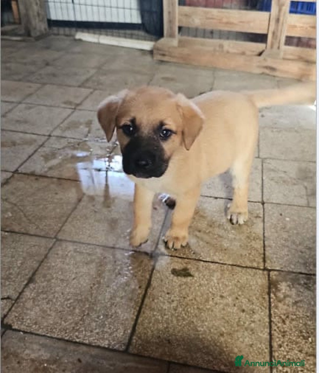 Altre razze cani in regalo: michelle e stellina a Provincia di Bergamo - Immagine 8