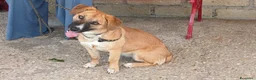 Meticcio cani in regalo: ANNIE TAGLIA MEDIO PICCOLA CERCA L'AMORE VERO - Annuncio 1