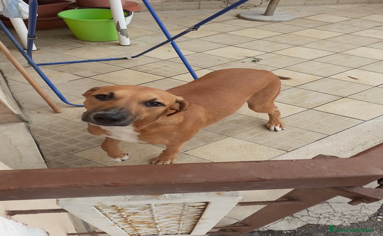 Meticcio cani - Annuncio 6