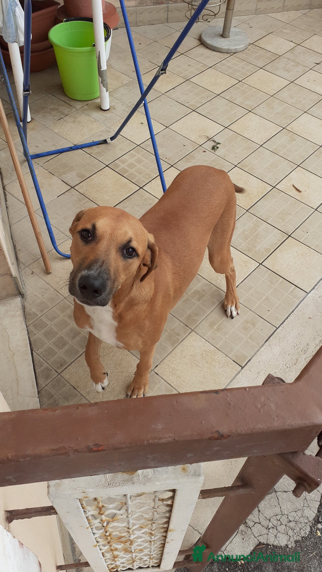 Meticcio cani in regalo: Regalo  - Annuncio 1