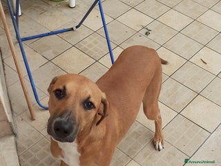 Meticcio cani Regalo - Annuncio 33