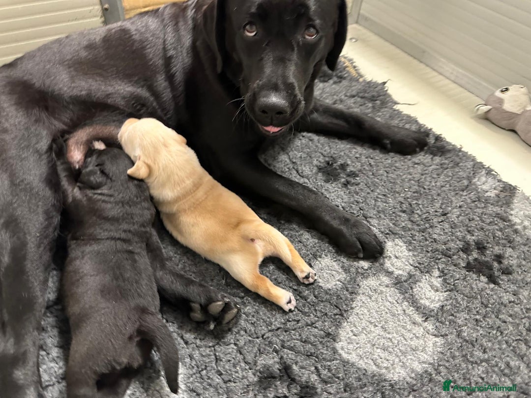 Labrador cani in vendita: Labrador Retriever  - Annuncio 3