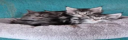 Maine Coon gatti in vendita: Maincoons cuccioli a Provincia di Sondrio - Annuncio 9