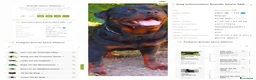 Rottweiler cani in vendita: Disponibili cuccioli Rottweiler  - Annuncio 7