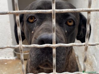 Cane Corso cani Corso giovane depressa in 1pessimo canile del sud a Città metropolitana di Milano - Annuncio 8