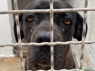 Cane Corso cani Corso giovane depressa in 1pessimo canile del sud a Città metropolitana di Milano - Annuncio 2