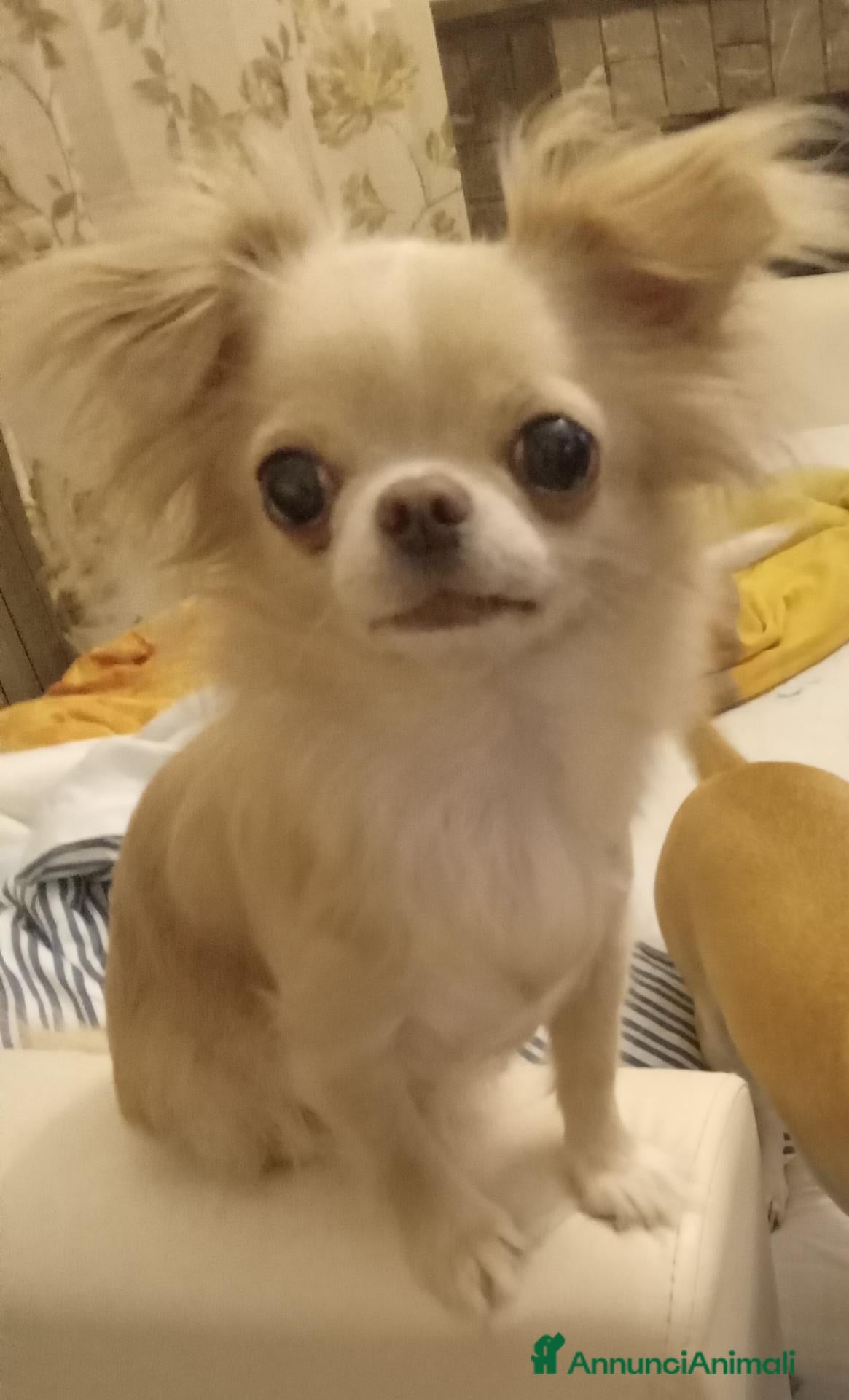 Chihuahua cani 3 maschietti chiuhuauha - Annuncio 2