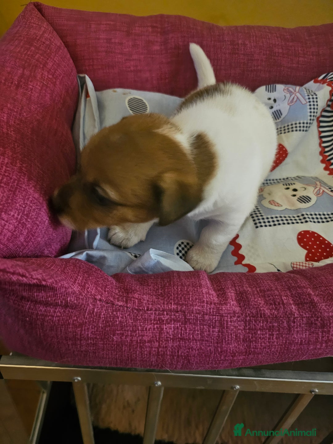 Jack Russell cani in vendita: Jack russel cucciole - Annuncio 3