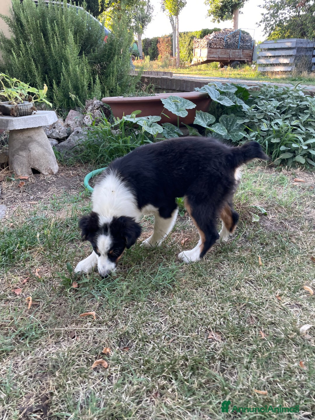 Australian Shepherd cani in vendita: Pastore australiano  a Provincia di Cuneo - Immagine 3