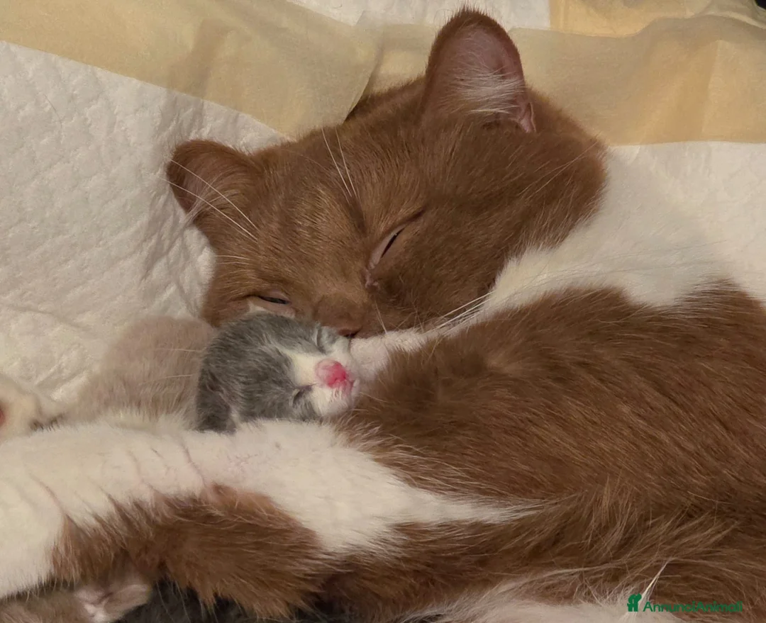 British gatti in vendita: British Shorthair Rehoming  - Annuncio 2