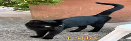 Europeo gatti in regalo: LILLO DOLCISSIMO  MICETTO NERO - Annuncio 4