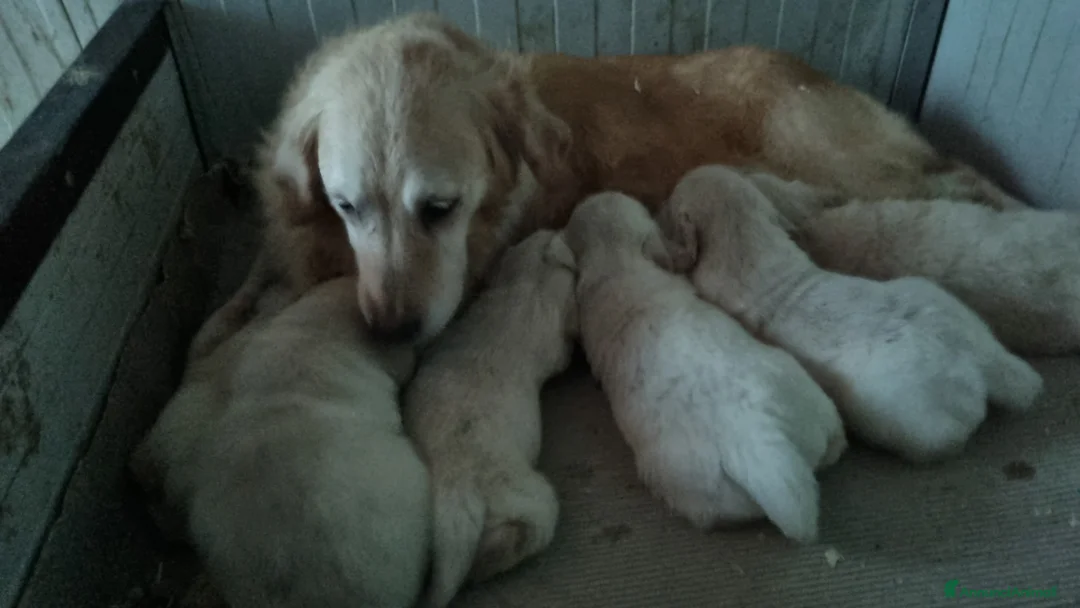 Golden Retriever cani in vendita: cucciolo golden retrievet - Annuncio 2