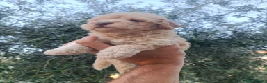 Lagotto 7