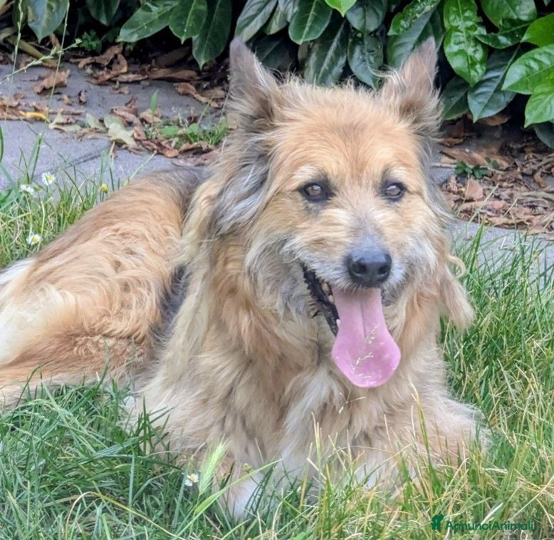 Meticcio cani Cagnolina 7 anni - Annuncio 32