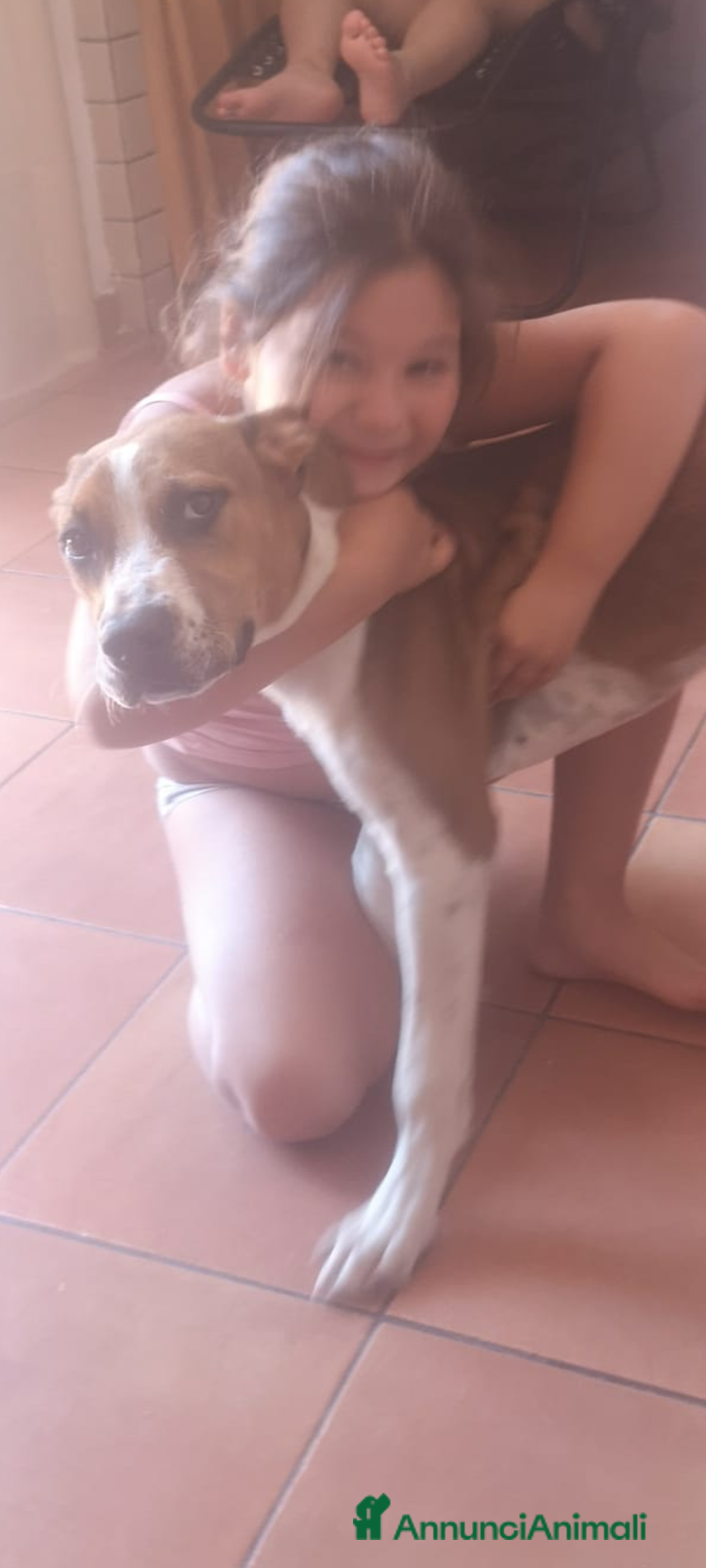 Meticcio cani in regalo: Regalo cuccioli - Annuncio 7