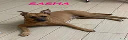 Meticcio cani in regalo: SASHA buona con gli altri cani a Provincia di Lucca - Annuncio 2