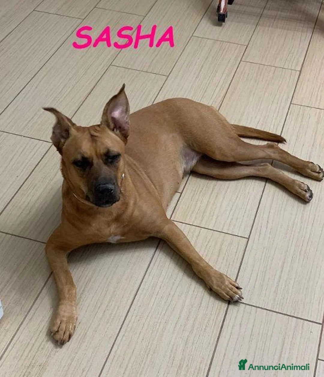 Meticcio cani in regalo: SASHA buona con gli altri cani a Provincia di Lucca - Annuncio 2