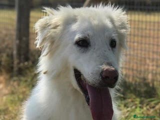 Meticcio cani Aprite il vostro cuore ad Ercole a Provincia di Latina - Annuncio 36