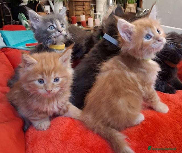Maine Coon gatti Maine coon pedigree - Annuncio 37