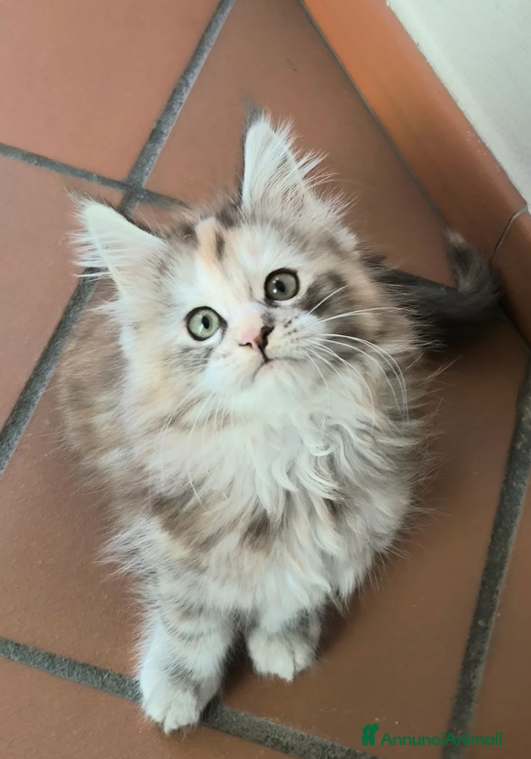 Maine Coon gatti in vendita: Cucciola Maine Coon - Annuncio 3