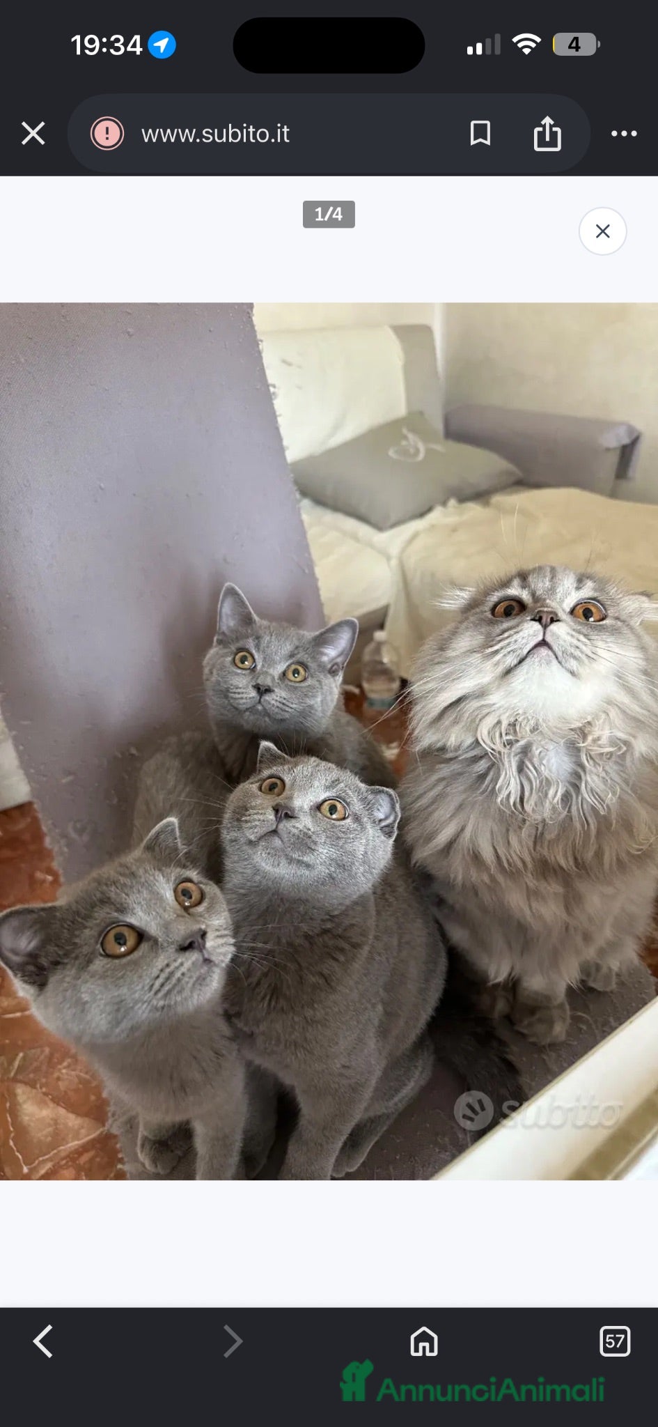 Scottish gatti Scottish fold e Scottish Straight  - Annuncio 2