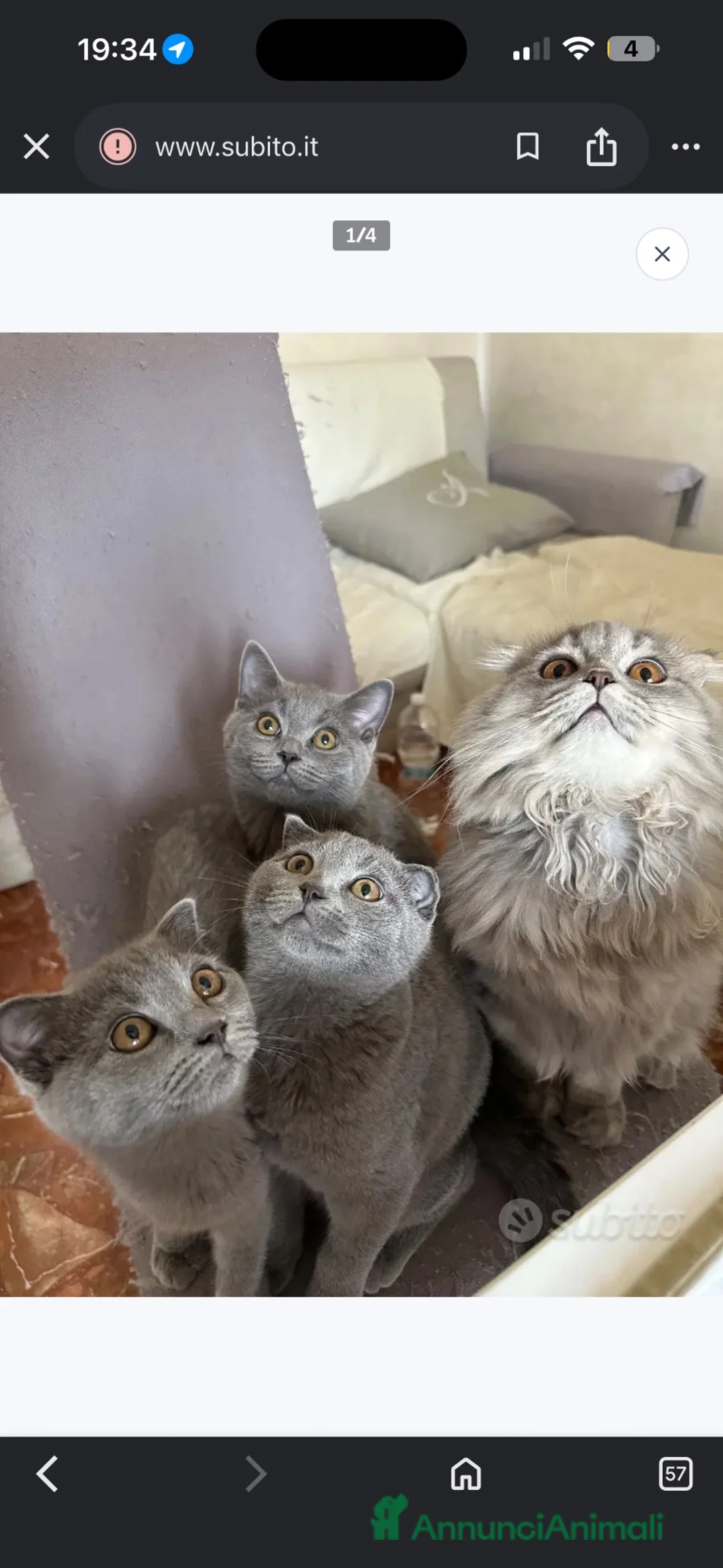 Scottish gatti in vendita: Scottish fold e Scottish Straight  - Annuncio 2