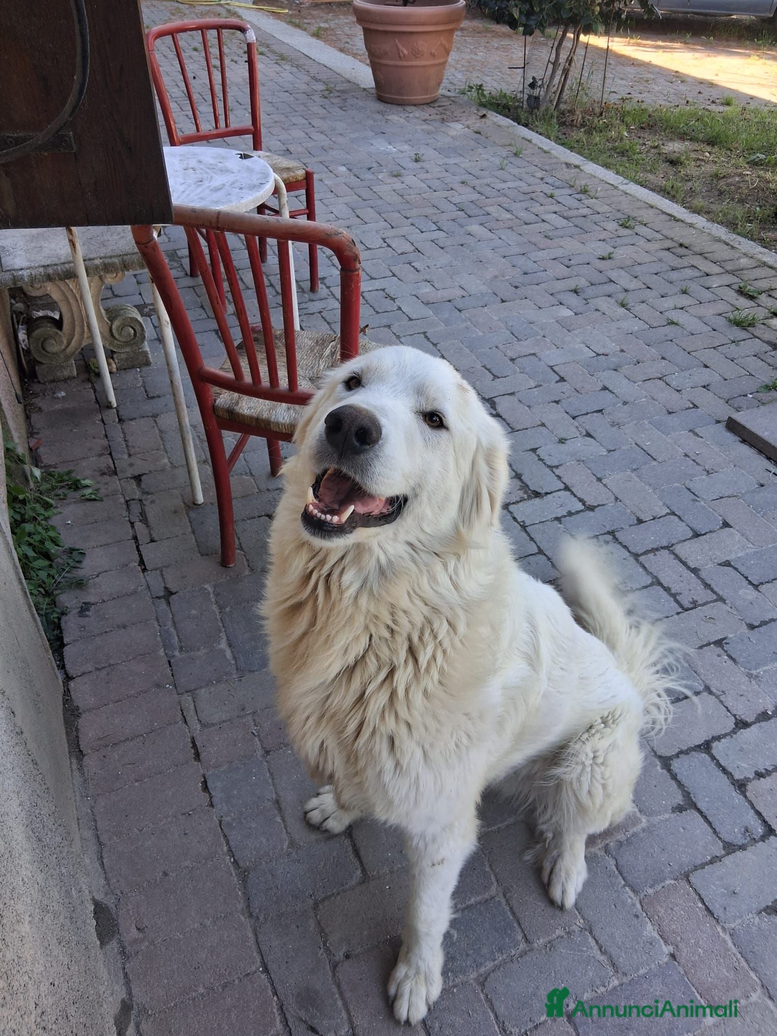 Pastore Abbruzzese Maremmano cani Pastore maremmano regalo - Annuncio 9