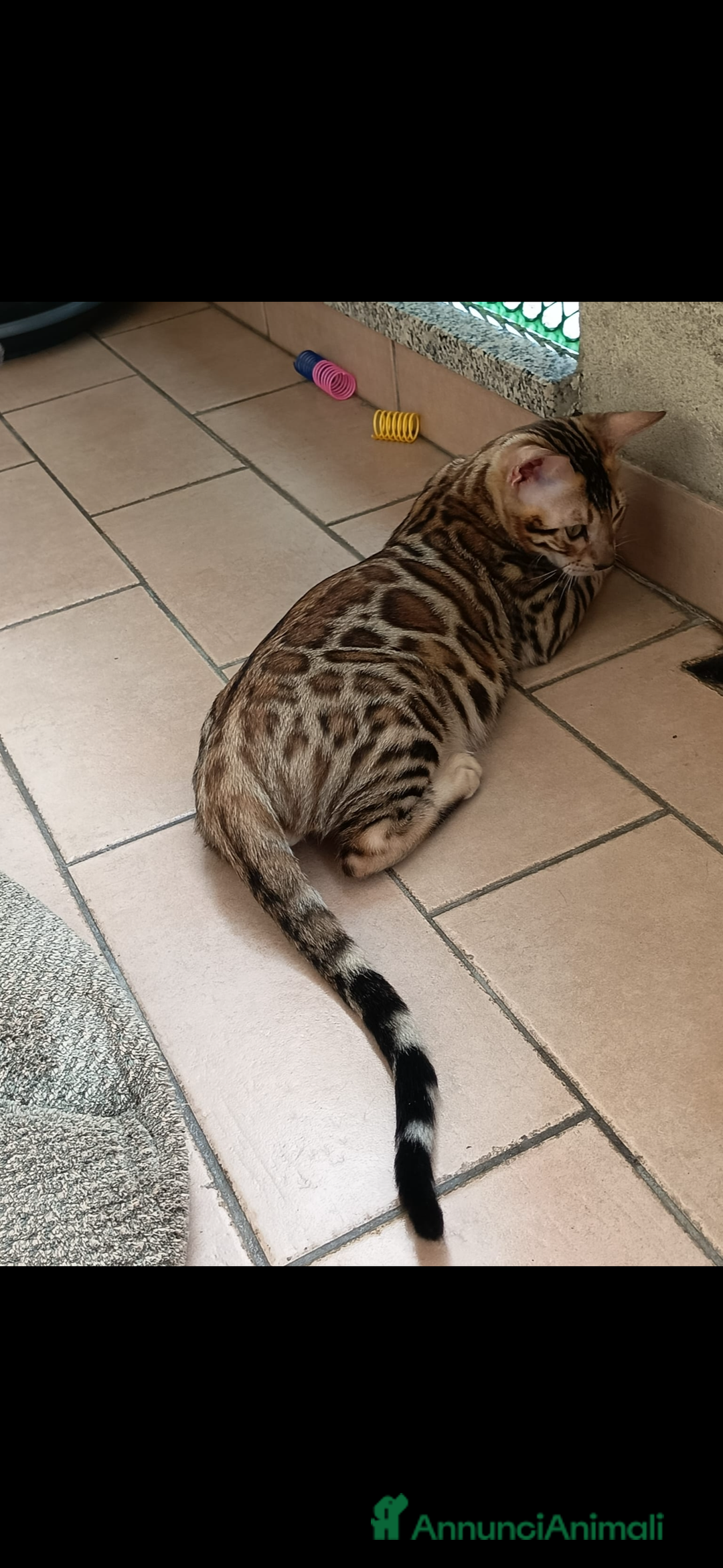 Bengala gatti in vendita: Cuccioli bengala - Annuncio 6