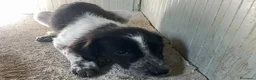 Setter Inglese cani in regalo: SPLENDIDI SIMIL SETTERINI - Annuncio 20