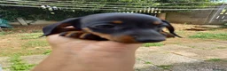 Bassotto cani in vendita: Bassotti nani kaninchen  a Città metropolitana di Milano - Annuncio 3
