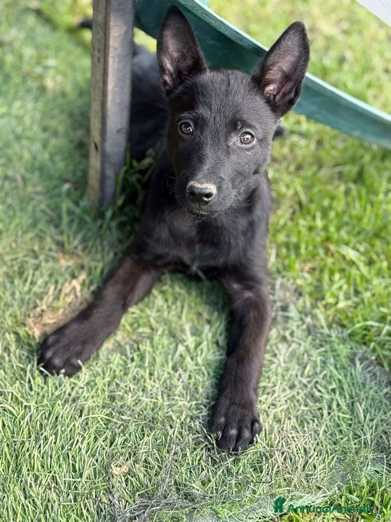 Meticcio cani in regalo: 3 dolci CUCCIOLI total black! Bellissimi - Annuncio 8