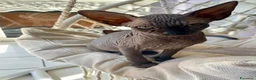 Sphynx gatti in vendita: Cuccioli Sphynks  a Provincia di Pesaro e Urbino - Annuncio 6