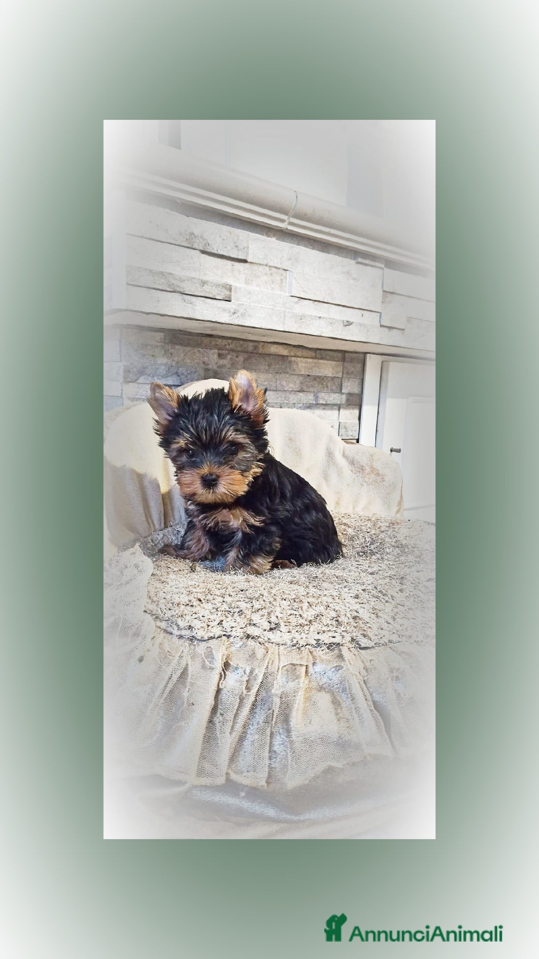 Yorkshire cani in vendita: Yorkshire toy a Provincia di Vicenza - Annuncio 5
