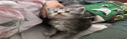 Maine Coon gatti in vendita: Cuccioli Maine Coon - Annuncio 5