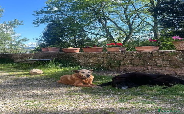 Meticcio cani a Città Metropolitana di Torino - Annuncio 17