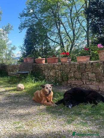 Meticcio cani a Città Metropolitana di Torino - Annuncio 2