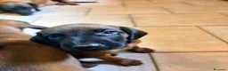 Segugio Bavarese cani in vendita: Disponibili due maschi razza segugio bavarese  - Annuncio 6