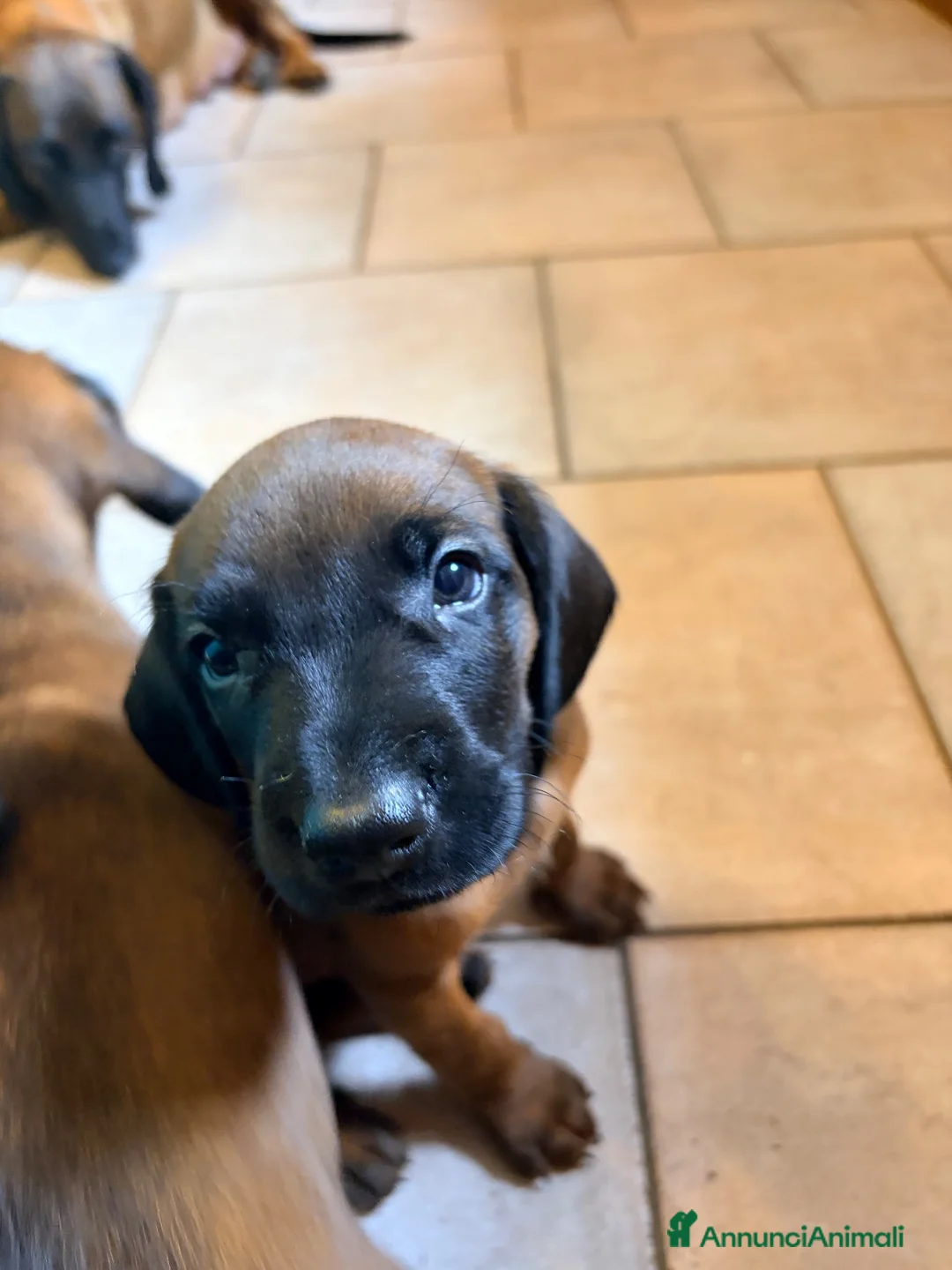 Segugio Bavarese cani in vendita: Disponibili due maschi razza segugio bavarese  - Annuncio 6