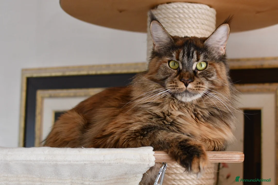 Immagine della galleria {{count}}