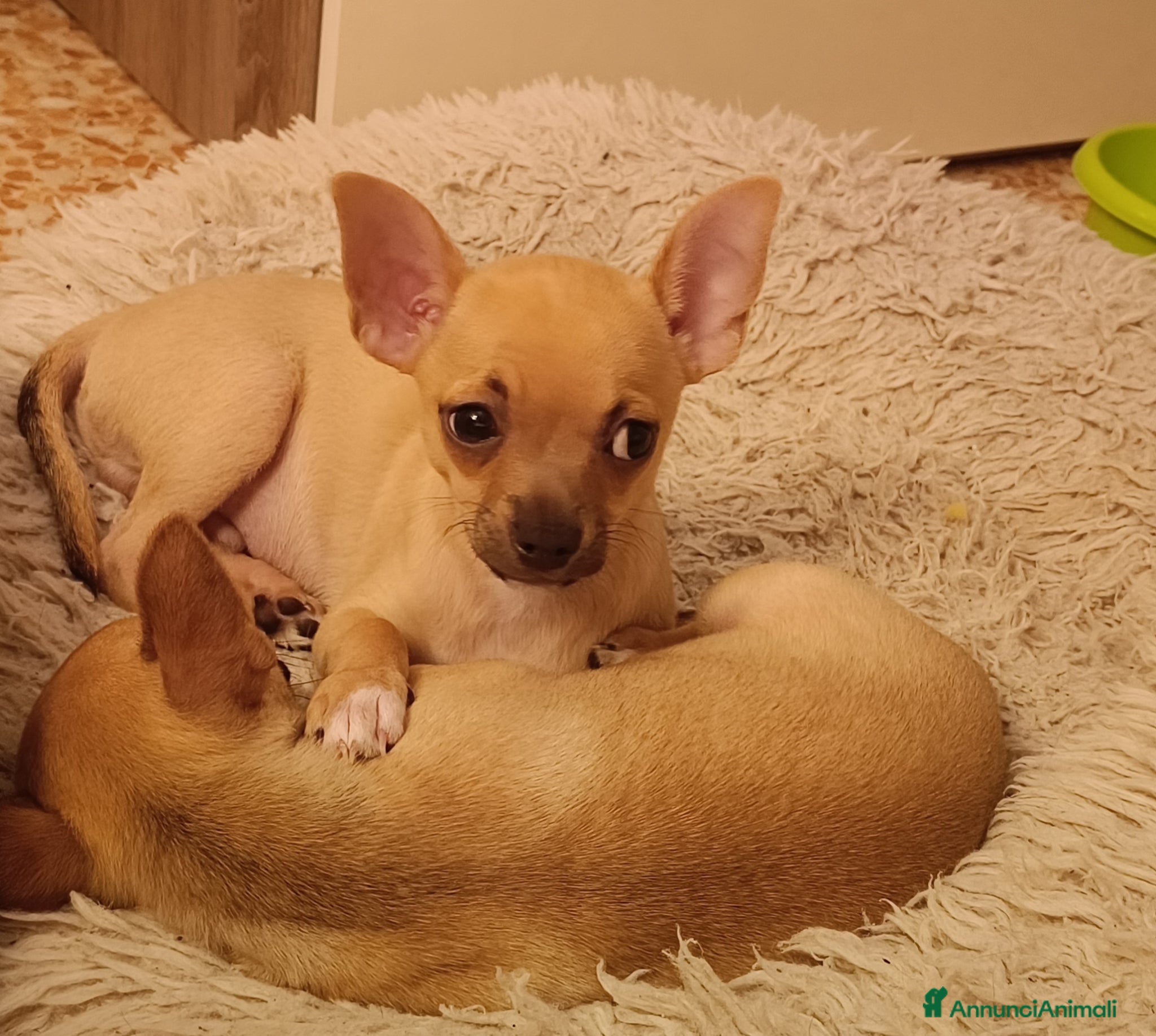 Chihuahua cani Chihuahua - Annuncio 1