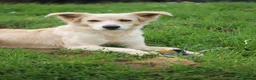 Meticcio cani in regalo: 🍃Iris la piccola esploratrice dal cuore libero - Annuncio 5